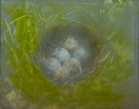 A Towhee nest containing three Towhee eggs and three Cowbird eggs, located on the ground near the North Bridge, June 20, 1928. Slide originally titled "Towhee-3 Towhee Eggs and 3 Cowbird Eggs." The lantern slide is hand-colored. Rosene provides details on photograph.