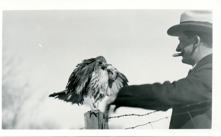 An unidentified man standing next to a Red-tailed Hawk that is perching on a fence post, November 10, 1926. Photograph originally titled "Red Tail hawk."