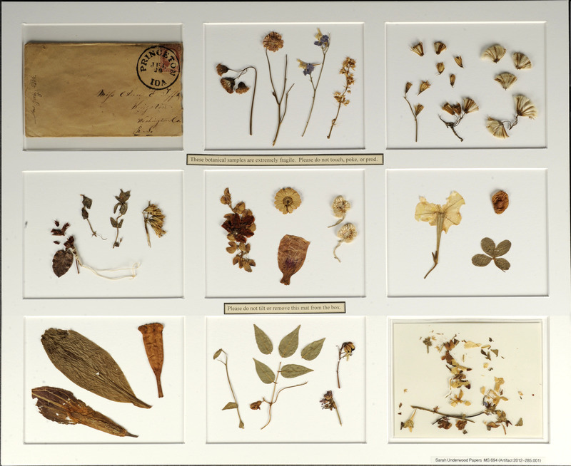 Dried flowers and leaves sent by Sarah Underwood to Ann E. Tefft.