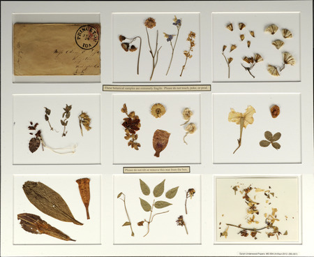 Dried flowers and leaves sent by Sarah Underwood to Ann E. Tefft.
