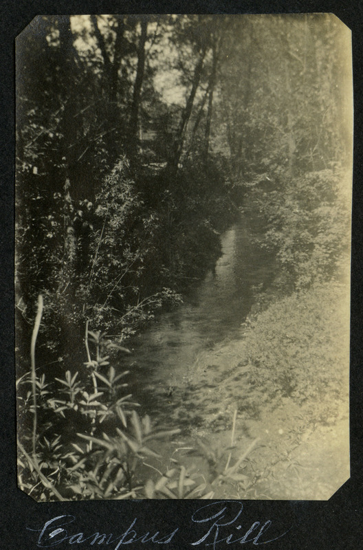 Rill irrigation on campus, circa 1910.