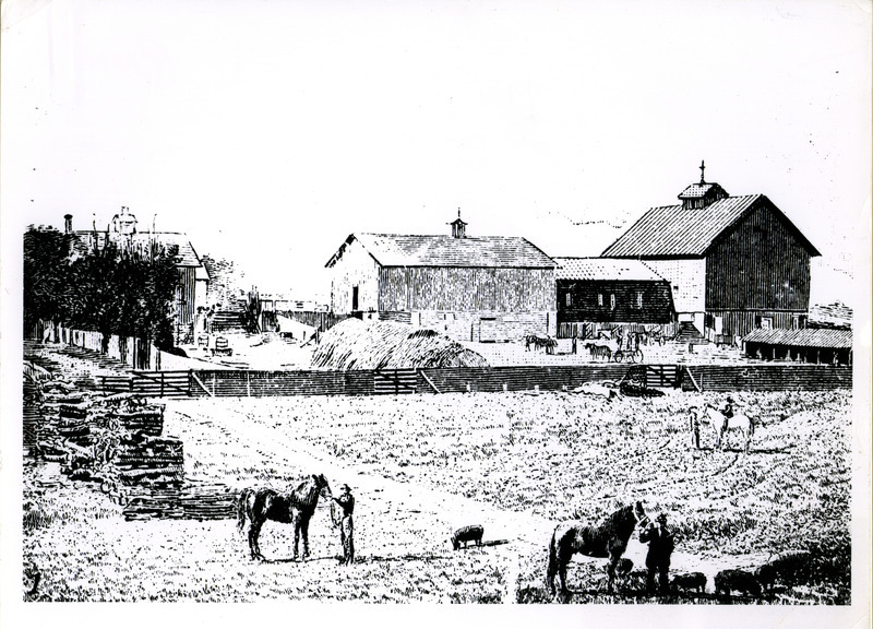 View of barns and yards near Dairy Industries, circa 1884. 