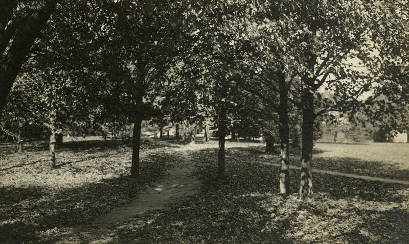 A path runs between the trees on campus.