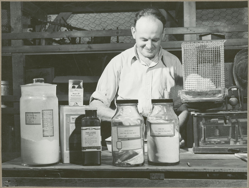 Dr. J.A. Schultz of the Agriculture Experiment Station at Iowa State College is shown doing research on protein value of "Iowa Waxy Maize", a hybrid corn developed at the college, May 1942.