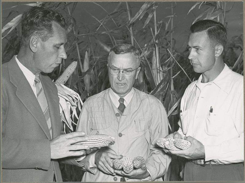 These Iowa State College experts are discussing some of the hybrids made on Guatemalan corns grown on the Agricultural Experiment Station plots. They are, left to right, Dr. I.J. Johnson, head of Farm Crops sub-section; Dr. I.E. Melhus, Director of Tropical Research Center and Dr. J.R. Wallin, Assistant Professor.