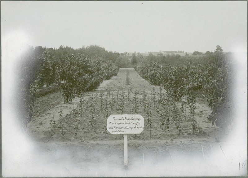 Rows of seedlings on an Experiment Station plot are identified by a sign in the foreground that says: Crossed seedlings, hand pollinated apple and pear, seedlings of hardy varieties.