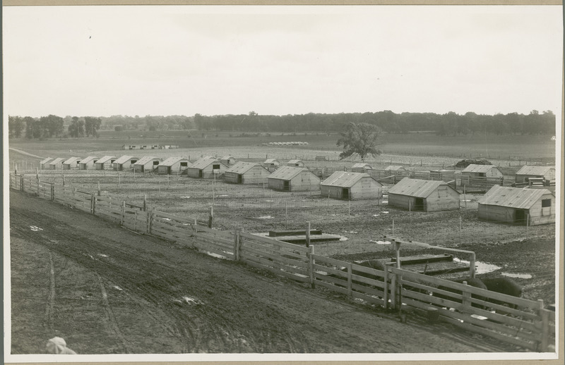 A few dozen sheds used as experimental pens recede towards trees in the distance, with several hogs at a trough near a fence in the foreground, 1930.