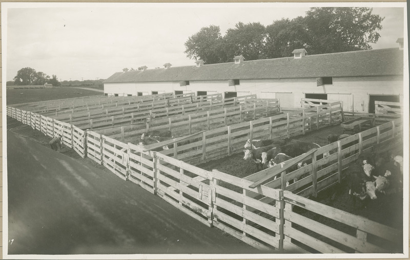 Fenced areas next to a long barn are used as experimental pens for cattle, 1930.