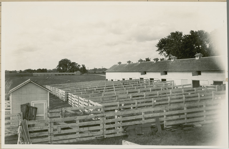 Fenced areas next to a long barn are used as experimental pens for cattle, 1930. Sheep are grazing in the background by their housing.