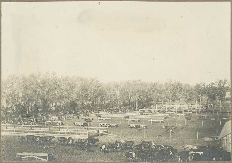 Dozens of cattle mill about near fenced areas and feeding platforms among small trees at Odebolt for the Iowa Experiment Station's cooperative feeding experiments, 1903.