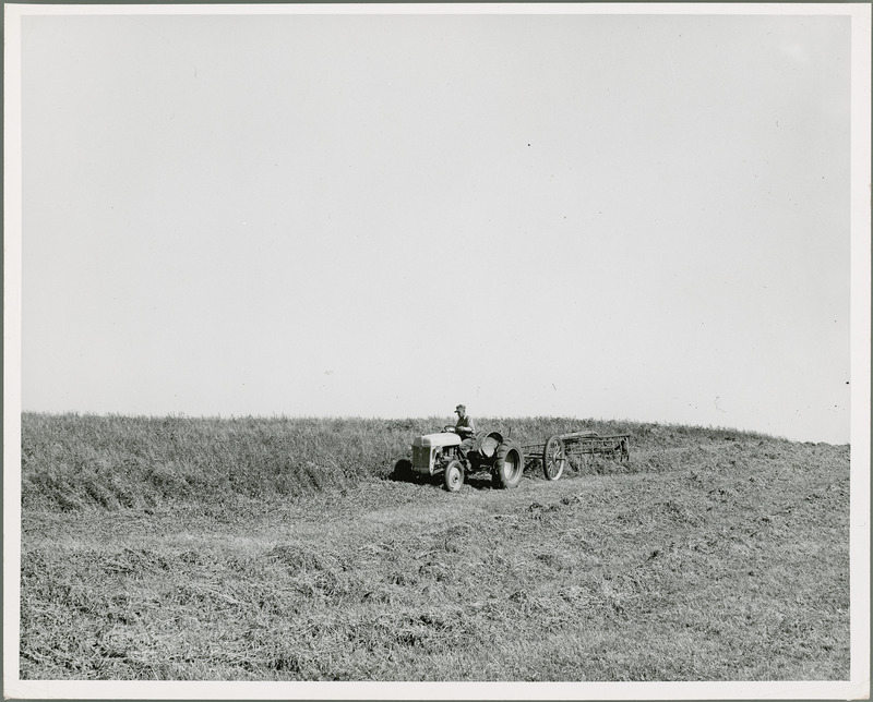 An individual is driving a Ford tractor and attached farm machinery along the edge of a field moving and windrowing the grass. The tractor dates from the late 1930s.