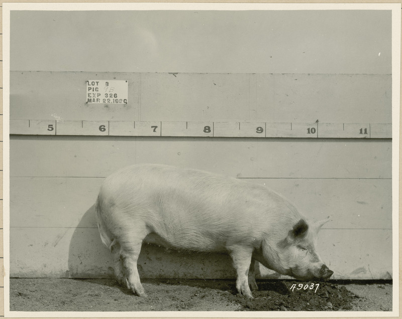 The right side of representative pig #9B is shown for experiment 315 lot #3.