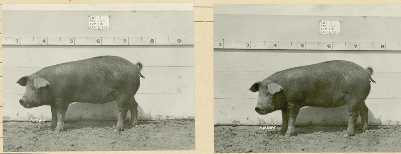 The left side of representative pig #205 is shown for experiment 315 lot #5.