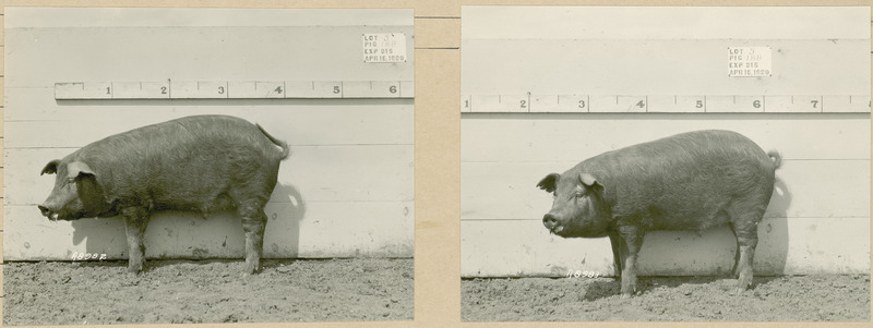 The left side of representative pig #18B is shown for experiment 315 lot #5.