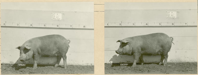 The left side of representative pig #165 is shown for experiment 315 lot #4.