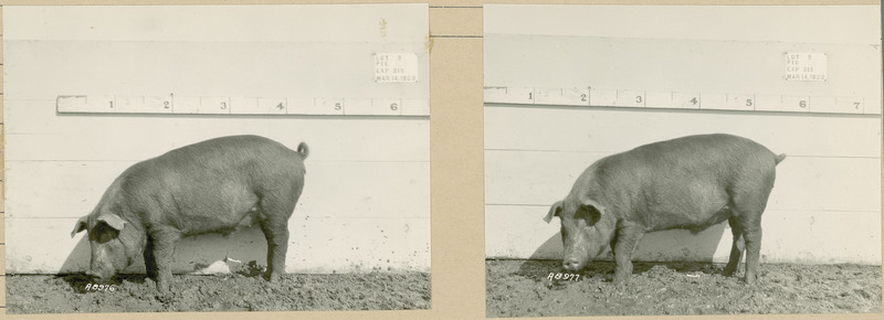 The left side of representative pig #10B is shown for experiment 315 lot #3.