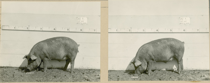 The left side of representative pig #9B is shown for experiment 315 lot #3.