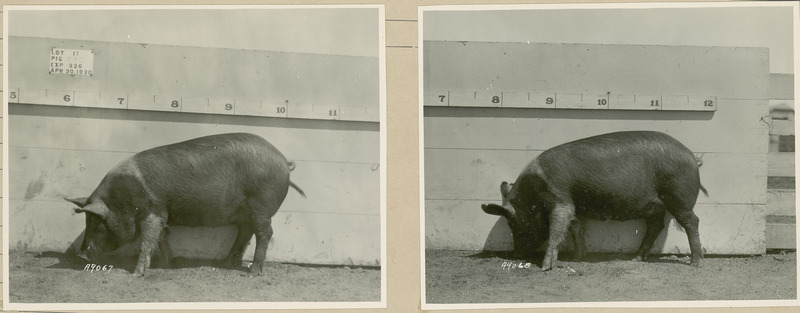 The left side of representative pig #445 is shown for experiment 326 lot #11.