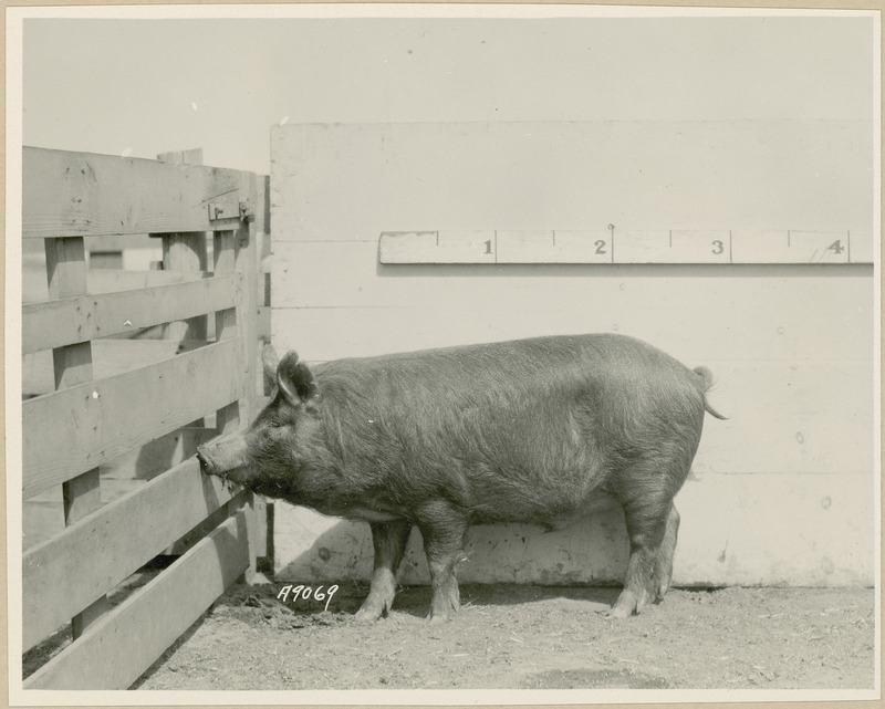 The left side of representative pig #54B is shown for experiment 326 lot #14.