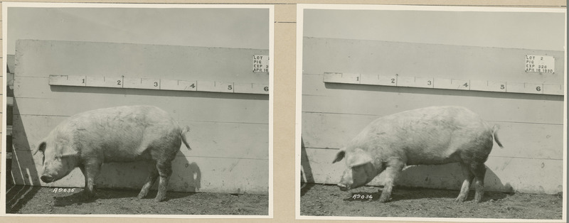 The left side of representative pig #75 is shown for experiment 326 lot #2.