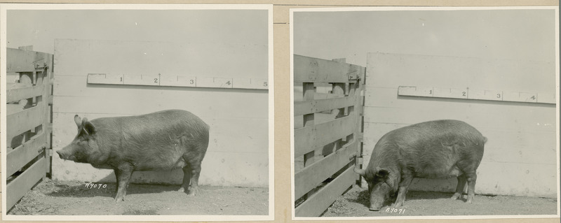 The left side of representative pig #565 is shown for experiment 326 lot #14.