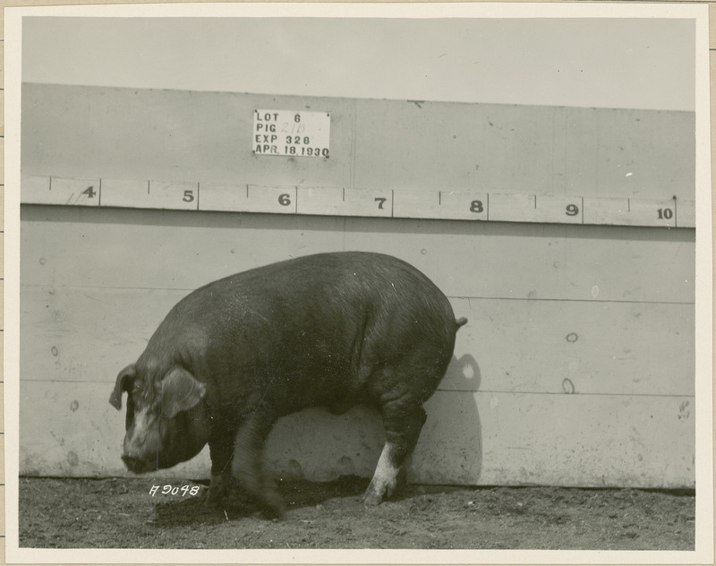 The left side of representative pig #21B is shown for experiment 326 lot #8.