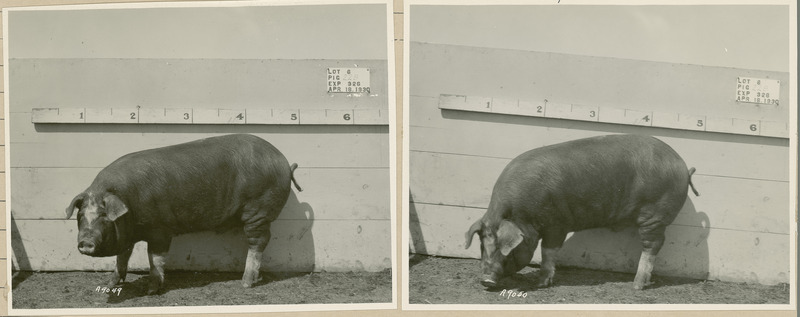 The left side of representative pig #22B is shown for experiment 326 lot #6.