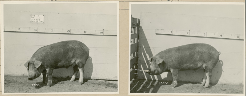 The left side of representative pig #26B is shown for experiment 326 lot #7.