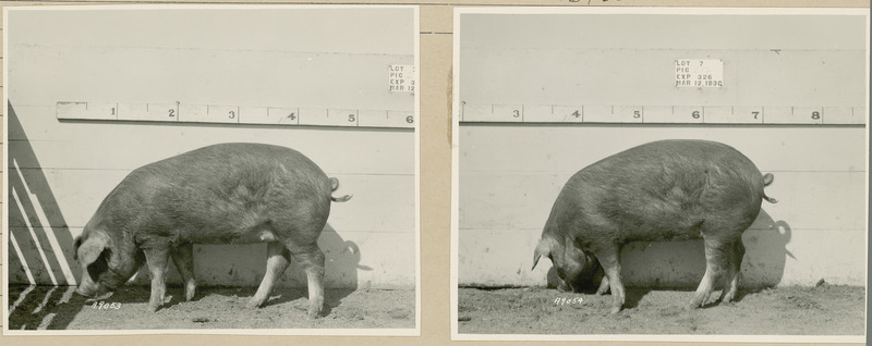 The left side of representative pig #275 is shown for experiment 326 lot #7.