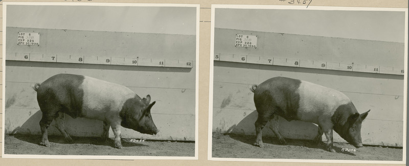 The left side of representative pig #30B is shown for experiment 326 lot #8.