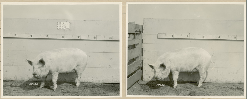 The left side of representative pig #10B is shown for experiment 326 lot #3.