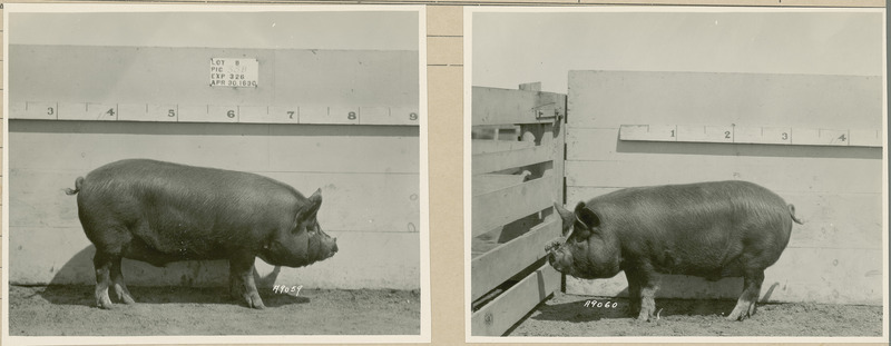 The right side of representative pig #33B is shown for experiment 326 lot #9.