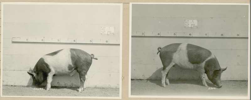 The left side of representative pig #13B is shown for experiment 326 lot #4.