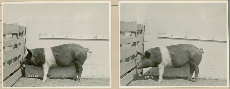 The left side of representative pig #155 is shown for experiment 326 lot #4.