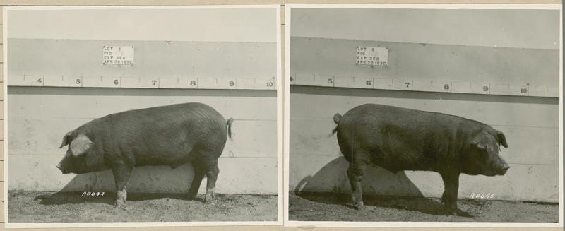 The left side of representative pig #17B is shown for experiment 326 lot #5.