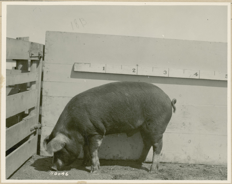 The left side of representative pig #18B is shown for experiment 326 lot #5.