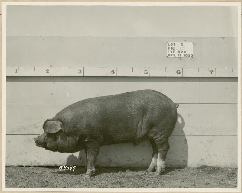 The left side of representative pig #21B is shown for experiment 326 lot #6.