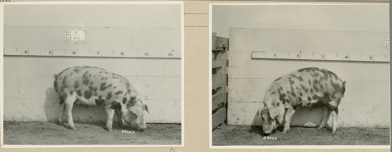 The right and left sides of representative pig #38B is shown for experiment 326 lot #10.