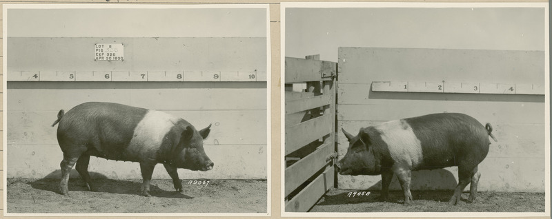 The left and right sides of representative pig #325 is shown for experiment 326 lot #8.