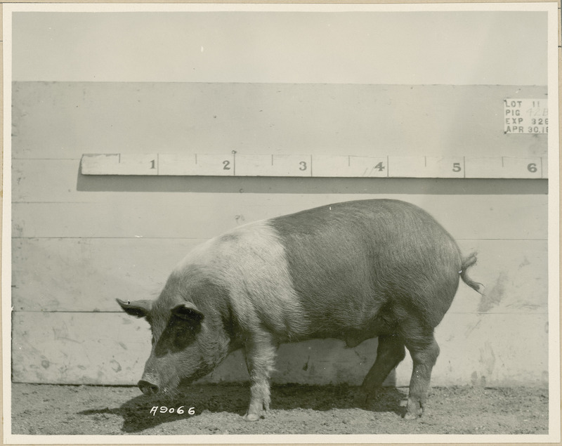 The left side of representative pig #42B is shown for experiment 326 lot #11.