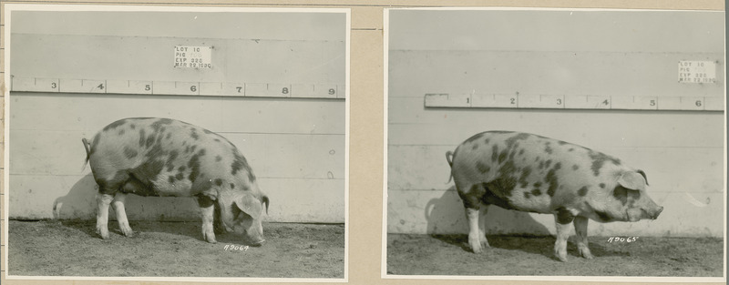 The right side of representative pig #405 is shown for experiment 326 lot #10.