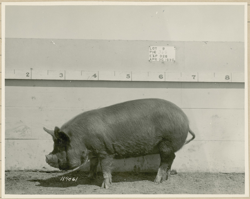 The left side of representative pig #365 is shown for experiment 326 lot #9.