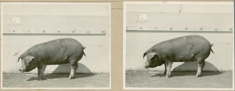 The left side of representative pig #75 is shown for experiment 315, lot #2.