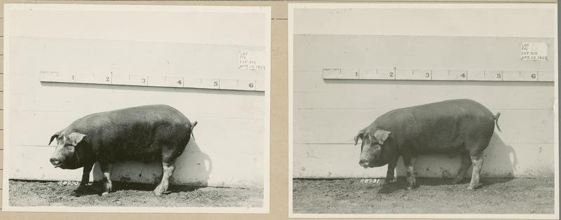 The left side of representative pig #6B is shown for experiment 315, lot #2.