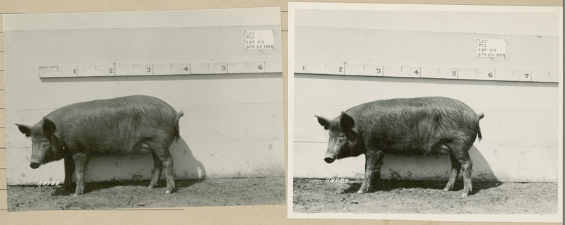 The left side of representative pig #45 is shown for experiment 315, lot #1.