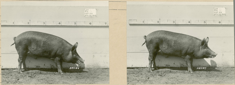 The right side of representative pig #1B is shown for experiment 315, lot #1.