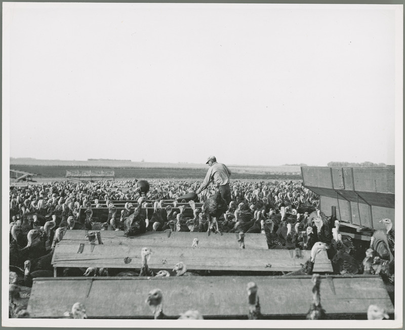 A researcher is using a shovel to fill turkey feeders at the Agricultural Experiment Station Turkey Farm located at Ellsworth, Iowa.