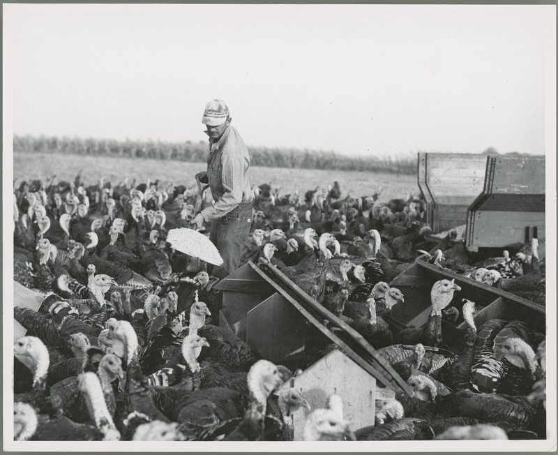 A researcher is feeding the turkeys at the Agriculture Experiment Station Turkey farm located at Ellsworth, Iowa.