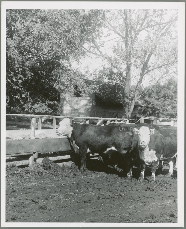 Several head of cattle are standing in a field near a wooden fence. A wooden barn surrounded by trees is on the other side of the fence.