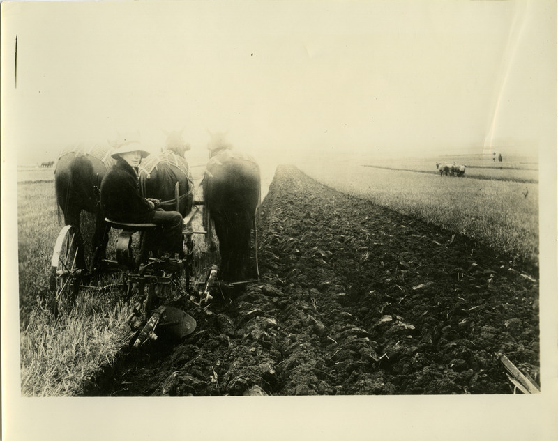 A team of three horses are drawing a mold board plow through a field creating furrows. The plow is moving away from the camera, but the driver has turned in the seat to face the camera. Two other teams and plows are in the background.